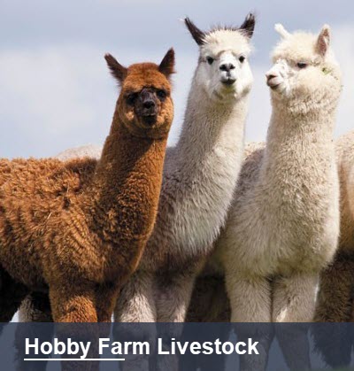 Hobbyfarm Livestock Whittlesea Show