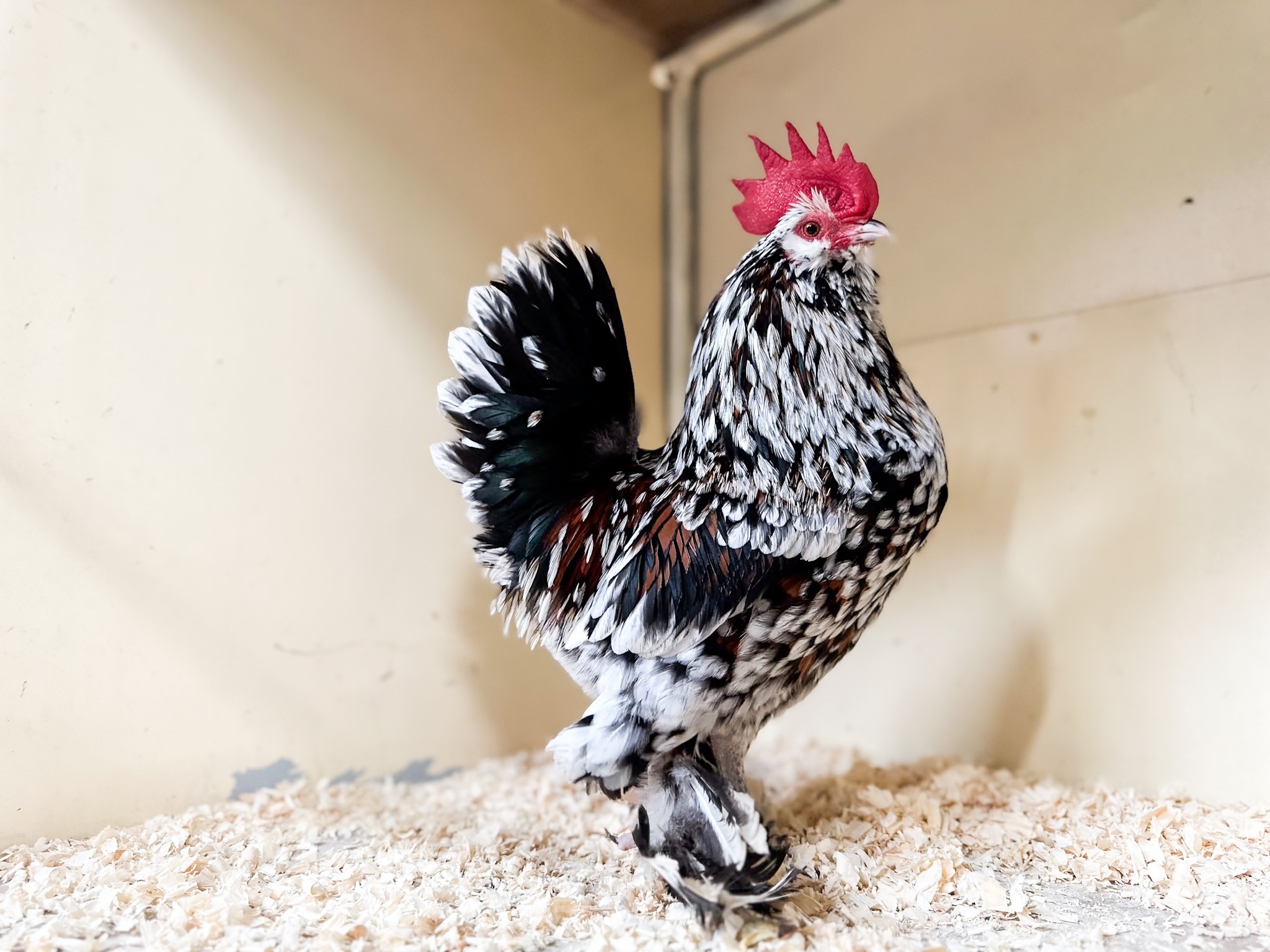 Poultry
